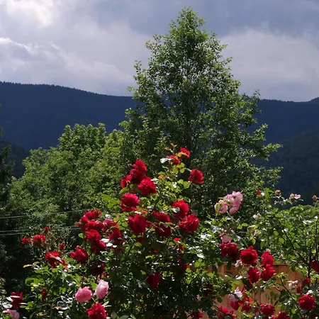 Olko House Yaremche